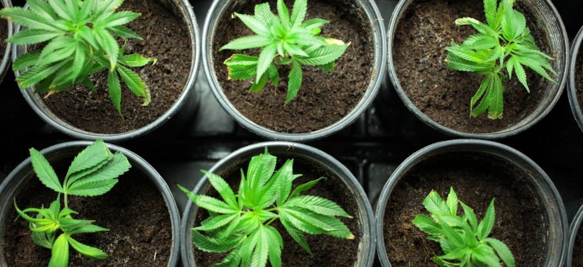 Cannabis pode plantar