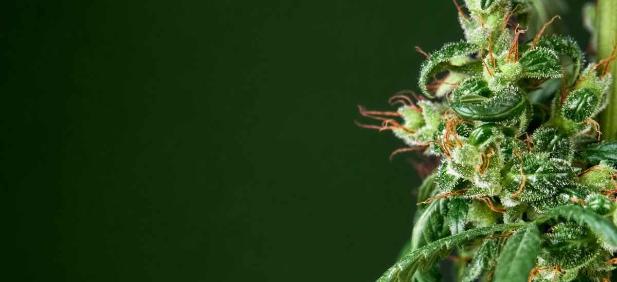 efeitos da cannabis indica, sativa e híbrida