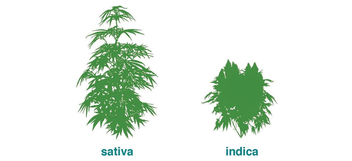 Cannabis Indica ou Sativa diferenças
