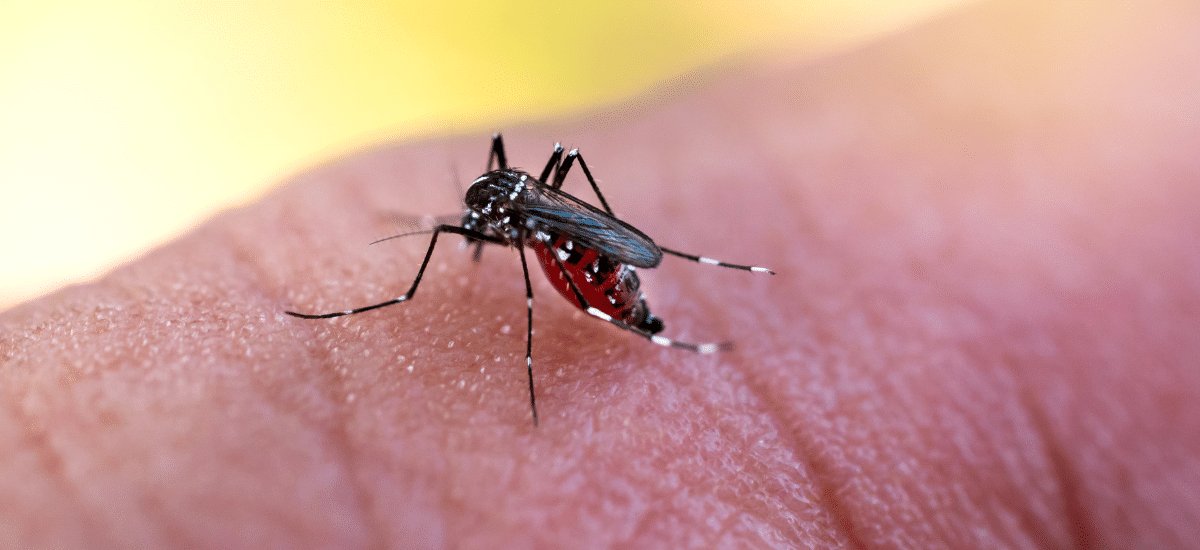 maconha mosquito dengue