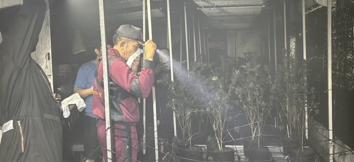 Incêndio plantação de maconha